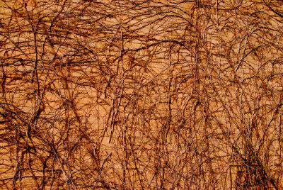 Vineland Wall.jpg