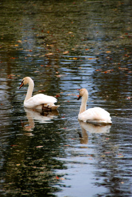 Swans Niagra.jpg