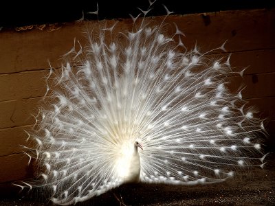 Florida_White Peacock 2.jpg