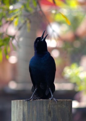 Florida_Blubird.jpg