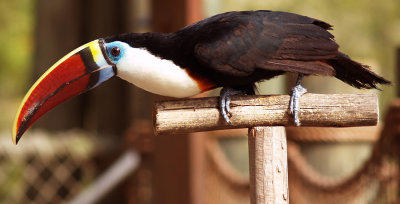 Florida_Toco Toupan_4.jpg