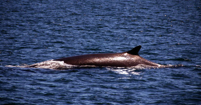 Finback Whale_Bay of Fundy_2007.jpg