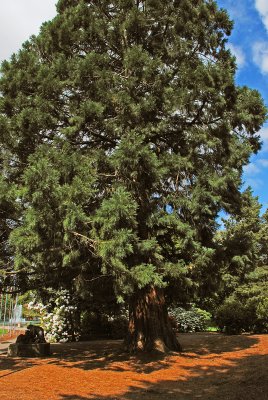 Oregon_Young Giant Sequoia Tree.jpg