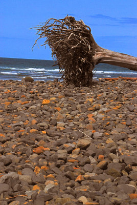 Oregon_Beached Tree.jpg