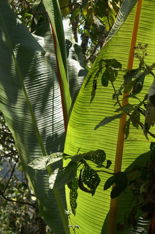 Leaves