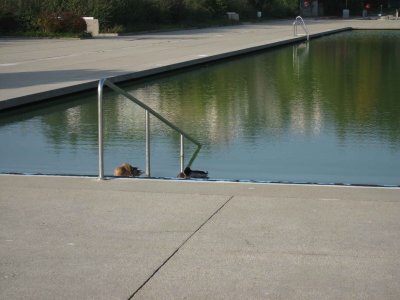 L'eau verdtre de la piscine plat aux canards