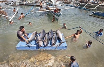 Jacana Tuna Fish Port
