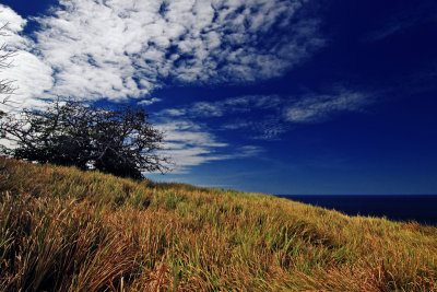 Little bush on the prairie