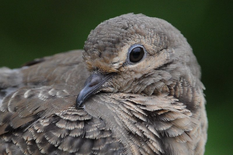 Inca Dove