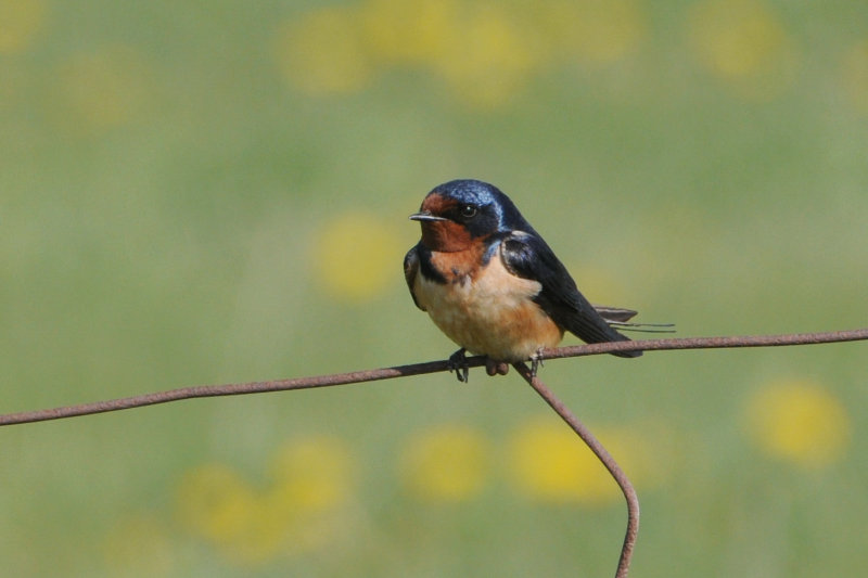 Barn Swallow