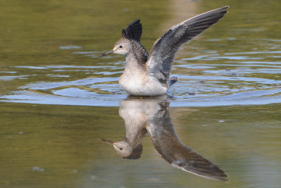 Lesser Yellowlegs