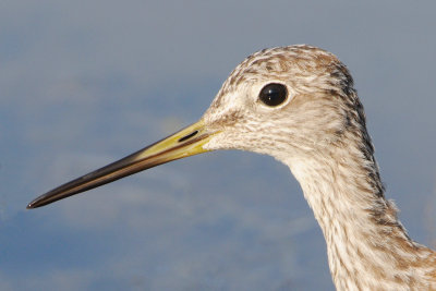Greater Yellowlegs
