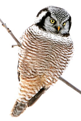 Northern Hawk Owl