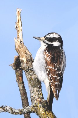 Hairy Woodpecker