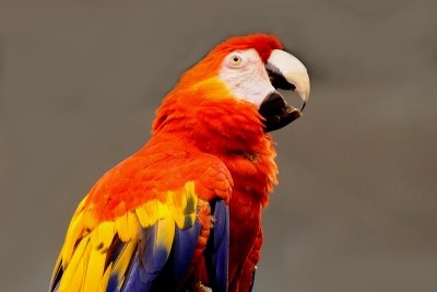 Scarlet Macaw