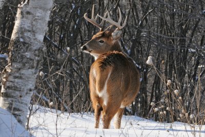 White tail Deer