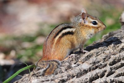 Eastern Chipmunk