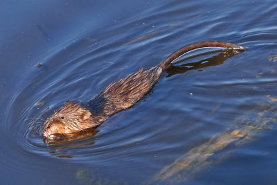 Muskrat