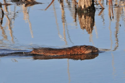 Muskrat