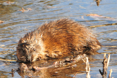 Muskrat