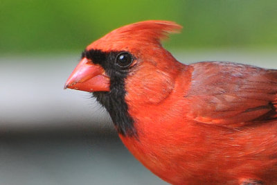 Profile - Northern Cardinal
