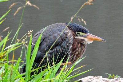 Green Heron