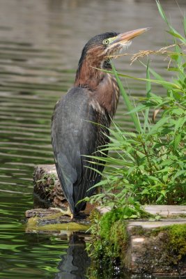 Green Heron