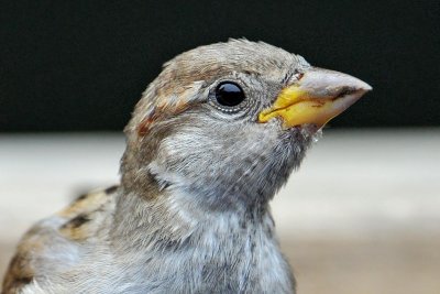 House Sparrow