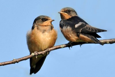 Barn Swallow (Juveniles)