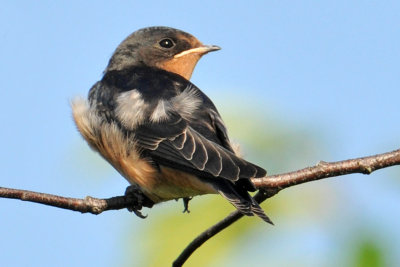 Barn Swallow  (Juvenile)
