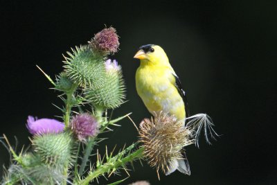 American Goldfinch