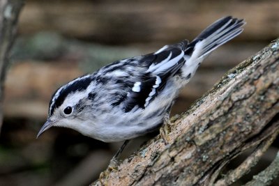 Black and White Warbler  (Female)