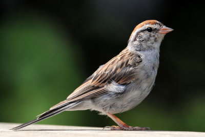 Chipping Sparrow