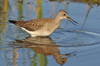 Lesser Yellowlegs