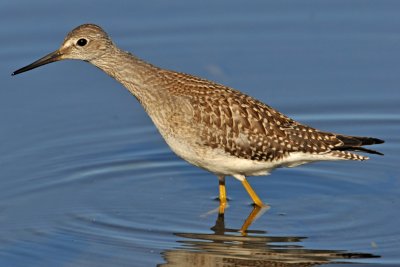 Lesser Yellowlegs