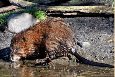 Muskrat