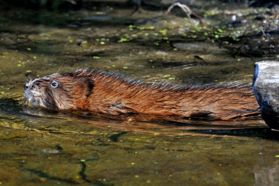 Muskrat