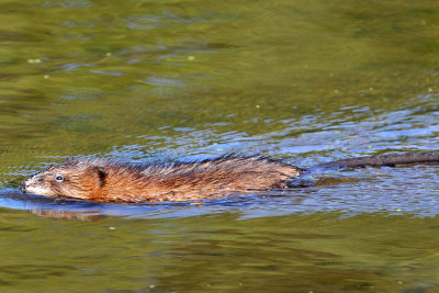 Muskrat