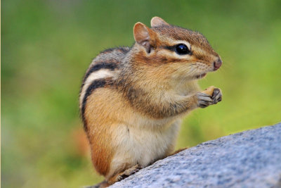 Eastern Chipmunk