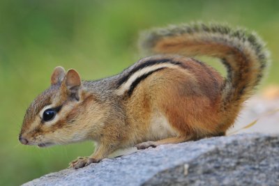 Eastern Chipmunk