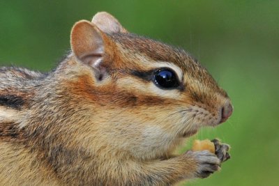 Eastern Chipmunk