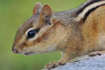 Eastern Chipmunk