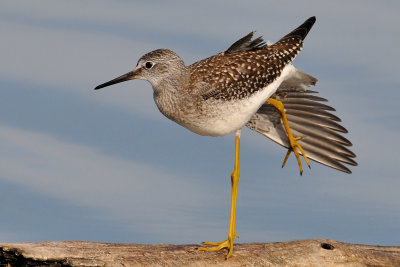 Lesser Yellowlegs