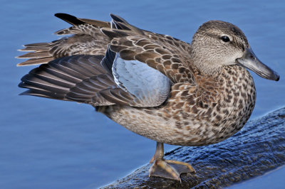 Blue -winged Teal