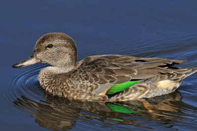 Green-winged Teal