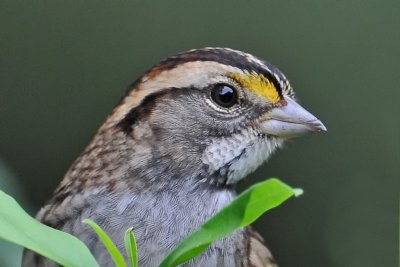 White-throated Sparrow