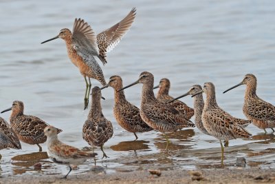 Short-billed Dowitcher