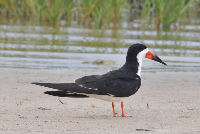 Black Skimmer