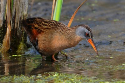 Virginia Rail