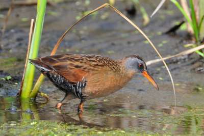 Virginia Rail